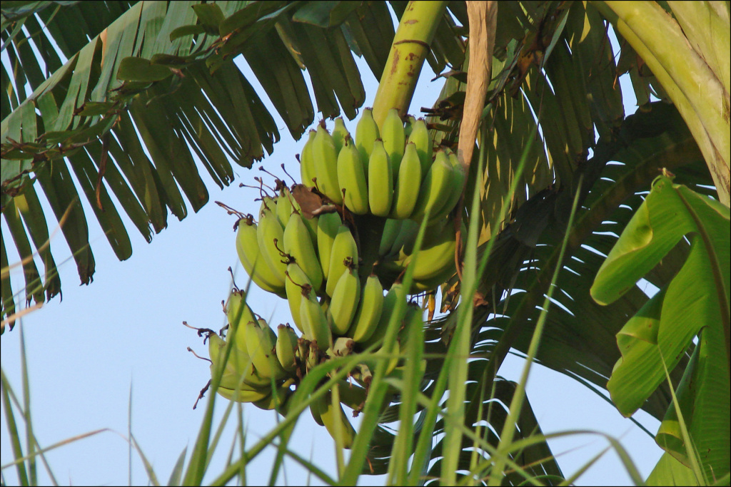 Bananes_(baie_dHalong_terrestre)_(4369177548) (1).jpg